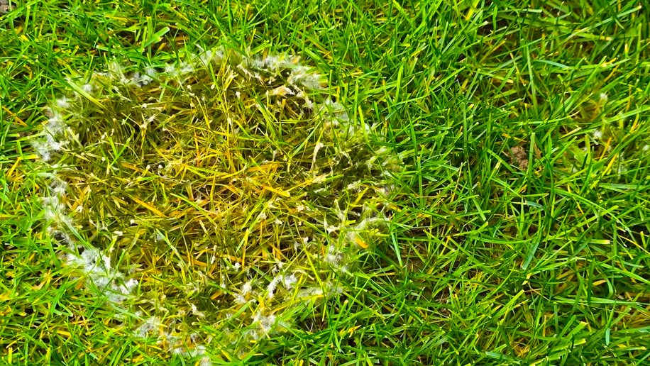 Detailný záber na biele mycélium plesne snežnej (Microdochium nivale) na steblách trávnika v jarnom období.